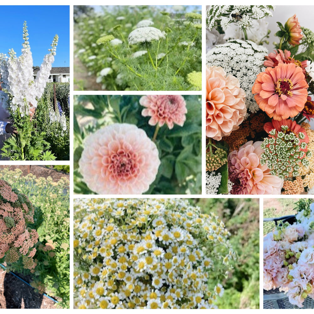 A Florist's Garden Apricot Dream Wrens Flower Farm