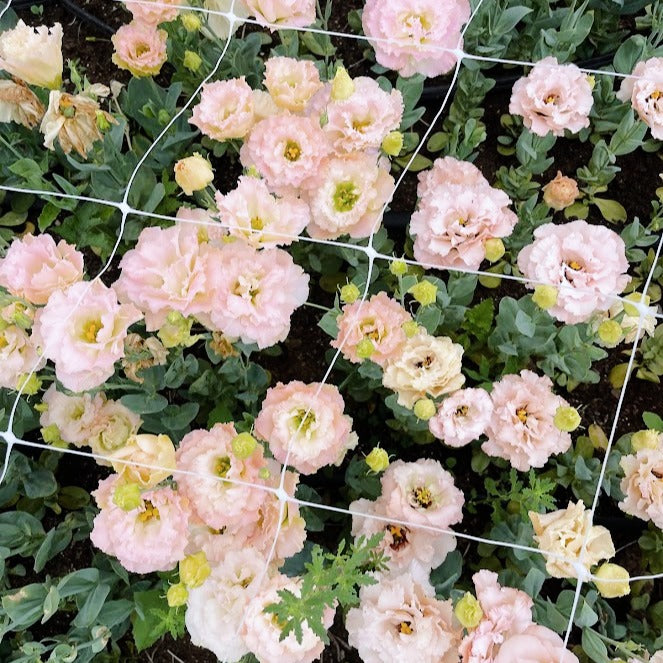 A Florist's Garden Apricot Dream Wrens Flower Farm