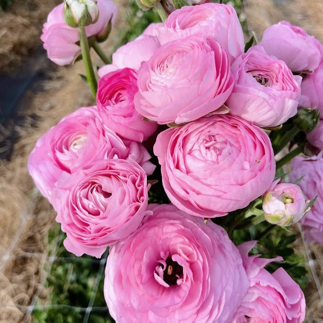 
                      
                        Ranunculus Chiaro
                      
                    