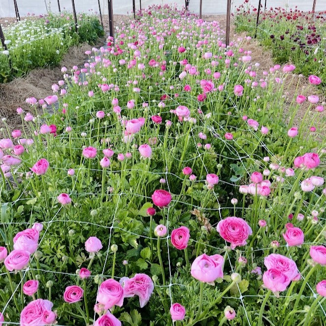 
                      
                        Ranunculus Chiaro
                      
                    