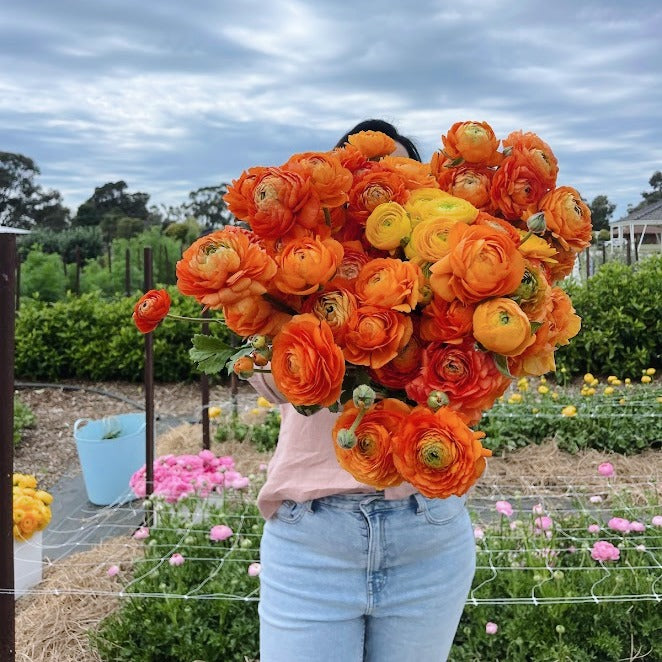 Ranunculus Clementine