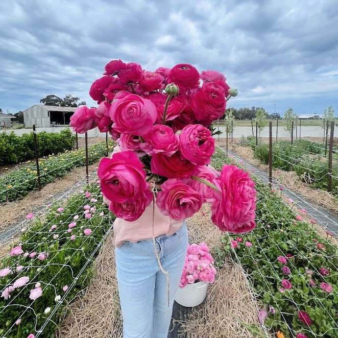 Ranunculus Hot Pink