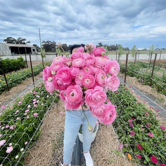 Ranunculus Corms – Wrens Flower Farm