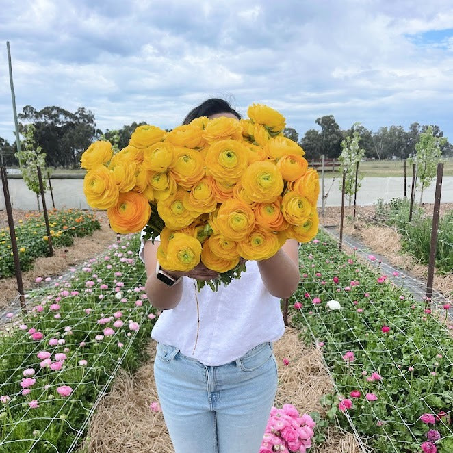 Ranunculus Giallo