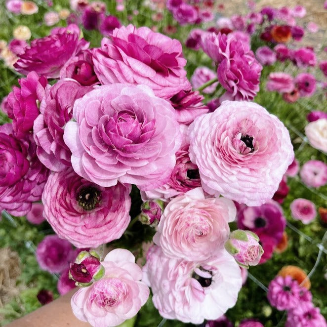Italian Ranunculus Milka Ranunculus Corms – Wrens Flower Farm