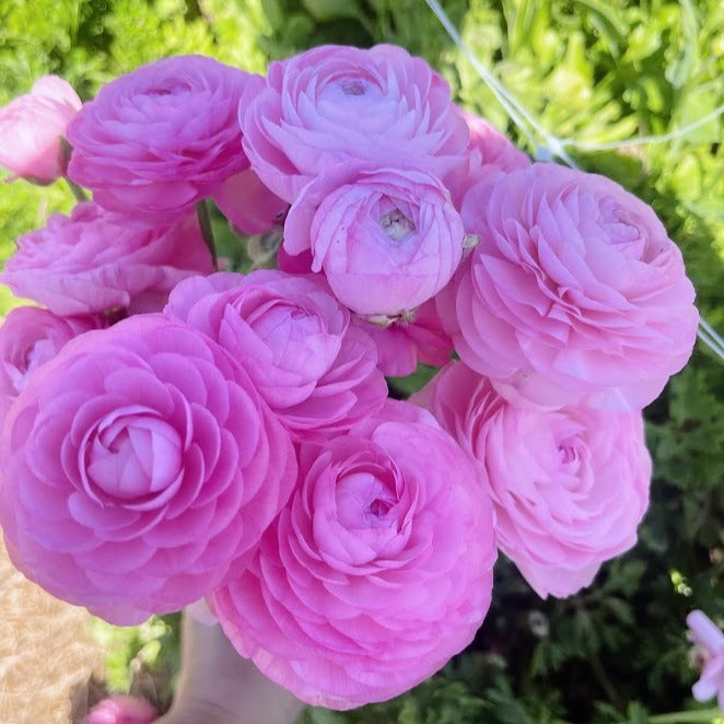 
                      
                        Ranunculus Chiaro
                      
                    