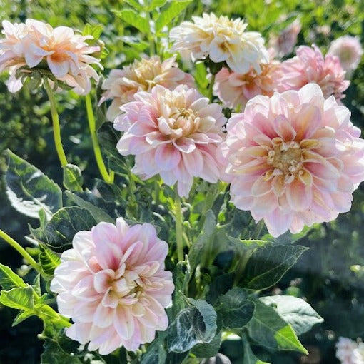 Strawberry Shortcake