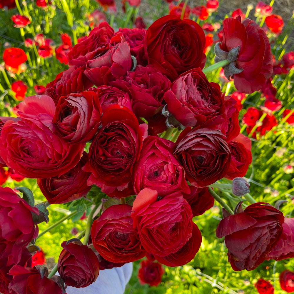 Fire Red Ranunculus Ranunculus Corms – Wrens Flower Farm