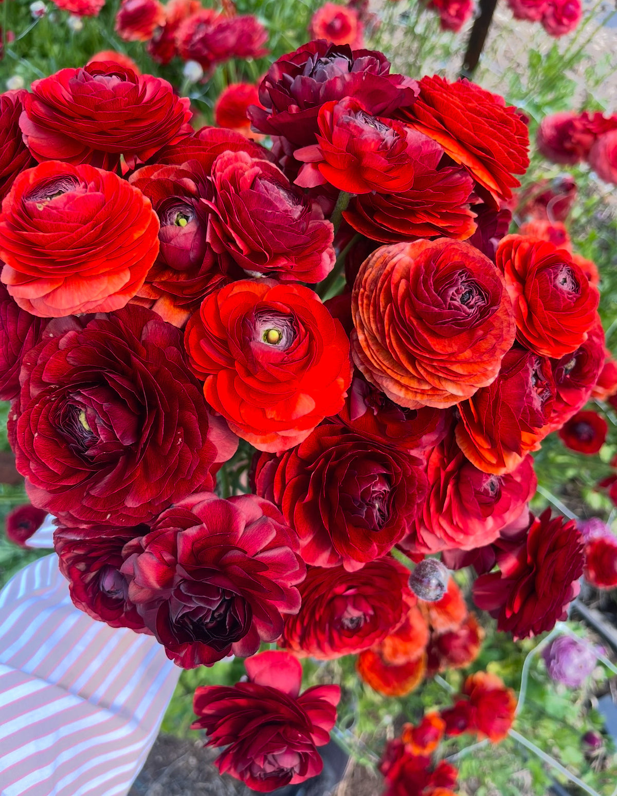 Dusty Red Ranunculus Ranunculus Red – Wrens Flower Farm