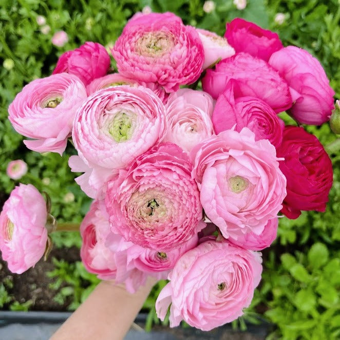 
                      
                        Ranunculus Chiaro
                      
                    