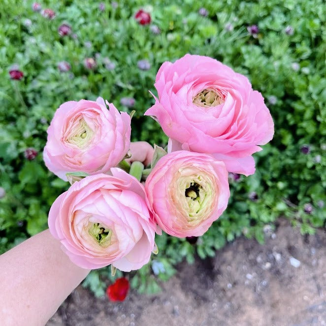 
                      
                        Ranunculus Chiaro
                      
                    
