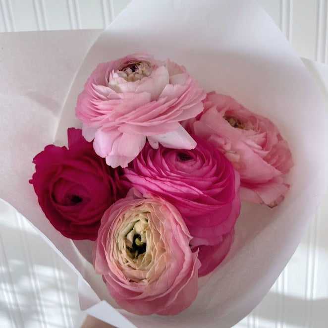 
                      
                        Ranunculus Chiaro
                      
                    