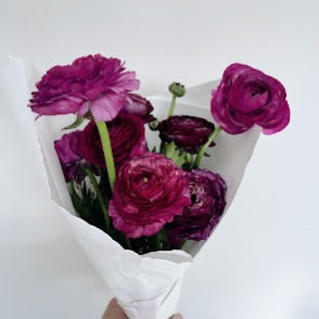 Italian Ranunculus Milka Ranunuculus Milka – Wrens Flower Farm