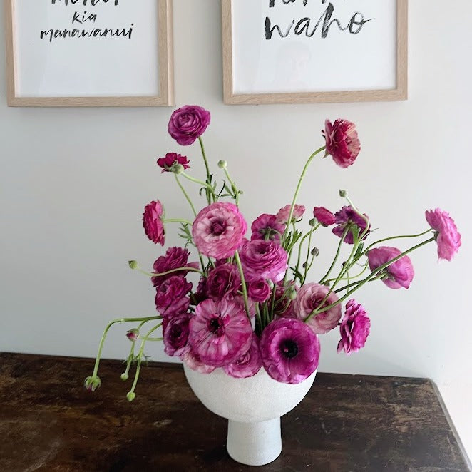 Italian Ranunculus Milka Ranunuculus Milka – Wrens Flower Farm